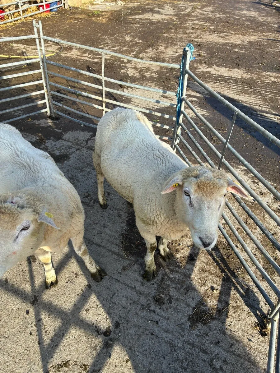Galway Rams sis approved - Image 3