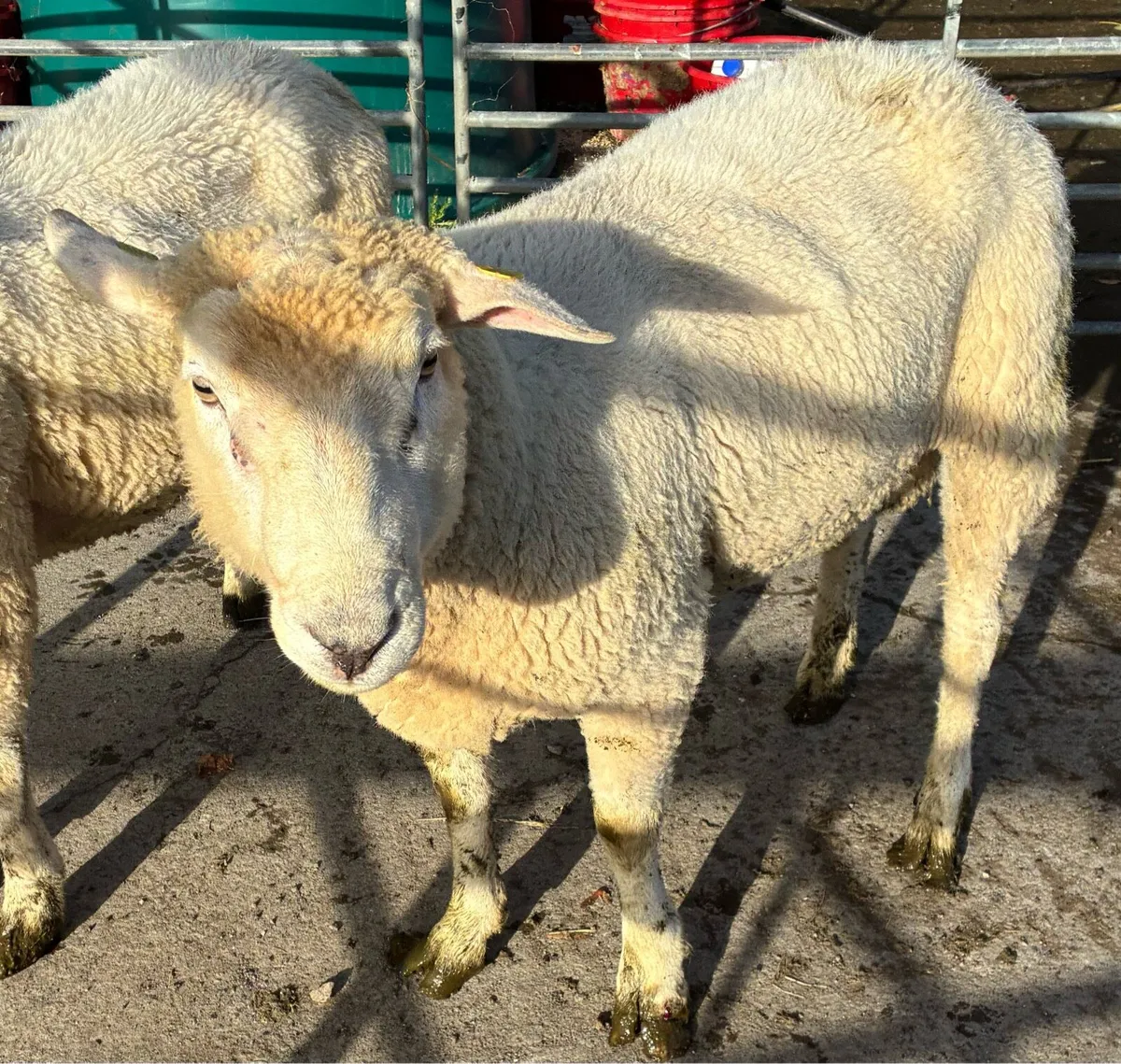 Galway Rams sis approved - Image 1