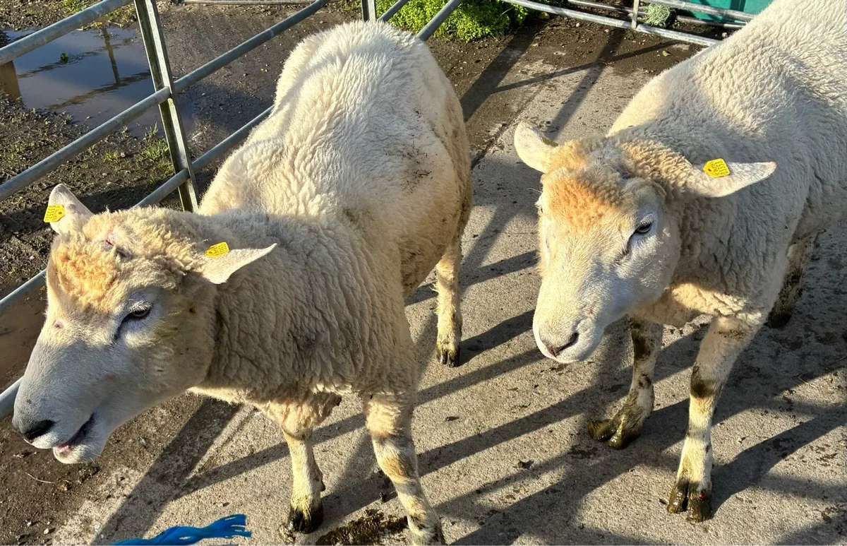 Galway Rams sis approved - Image 4