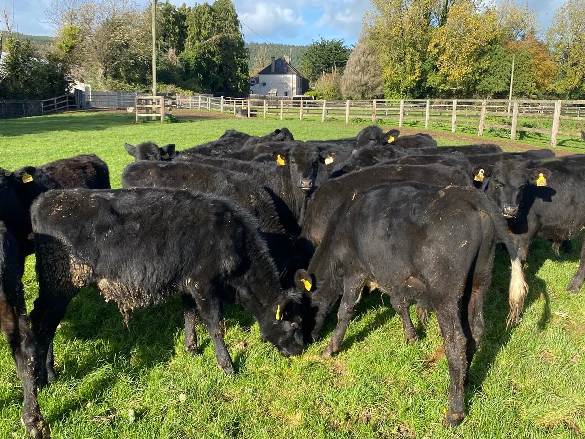 24 Angus Bullocks 200kg  (No Moves ) - Image 1