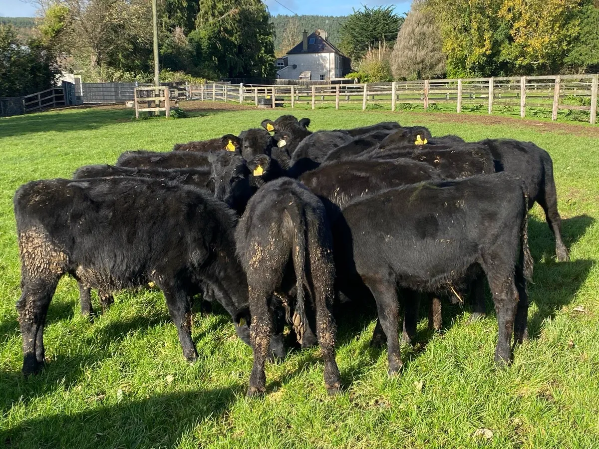 24 Angus Bullocks 200kg  (No Moves ) - Image 2