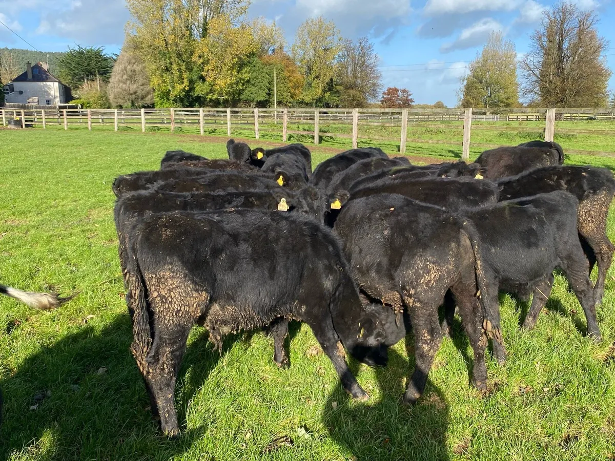 24 Angus Bullocks 200kg  (No Moves ) - Image 3