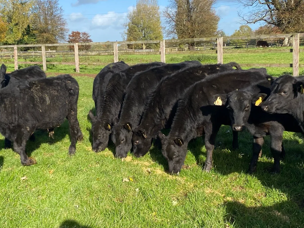 24 Angus Bullocks 200kg  (No Moves ) - Image 4