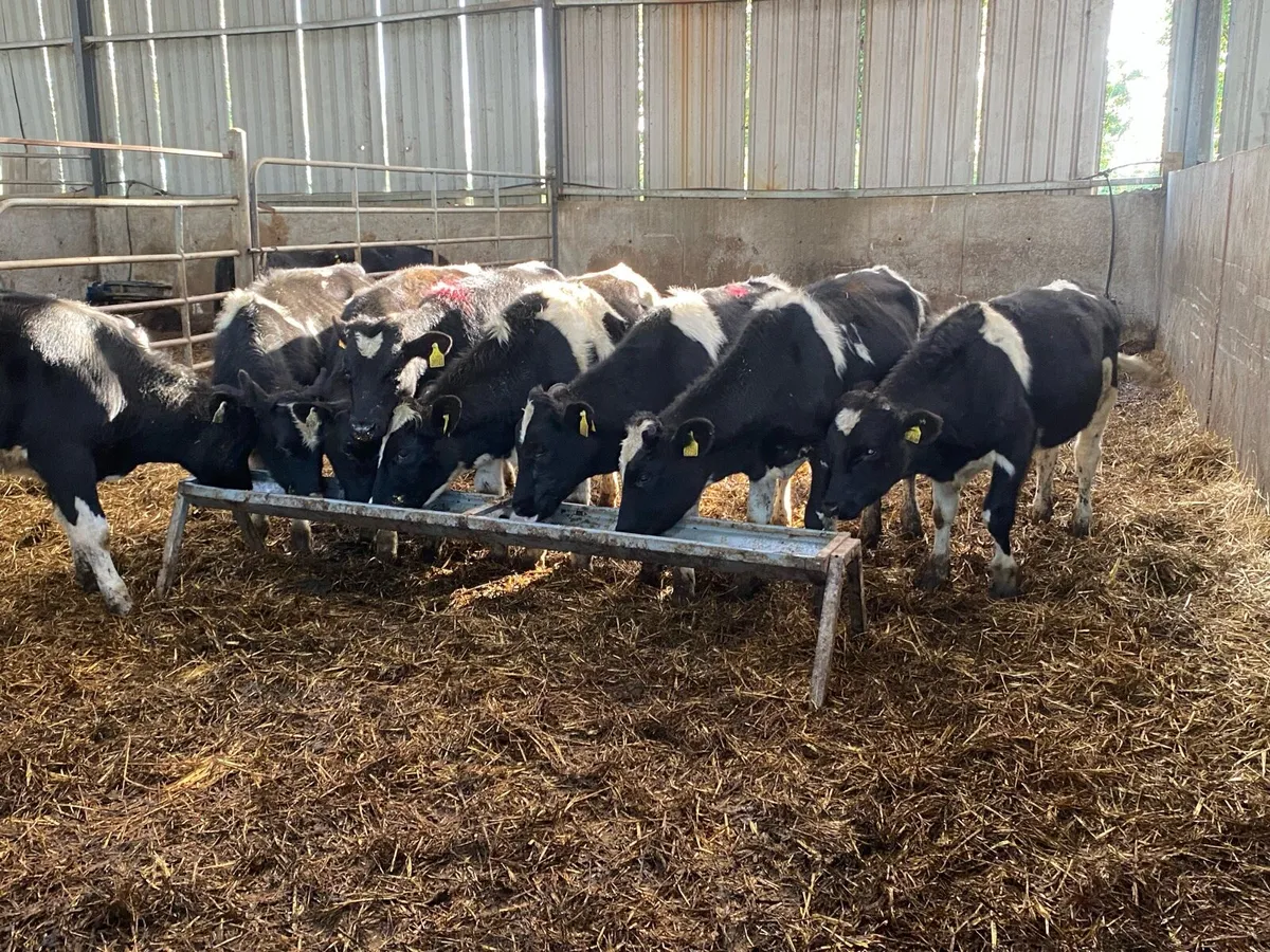 9 Br Friesian Bullocks 250kg  @ Lissava - Image 1