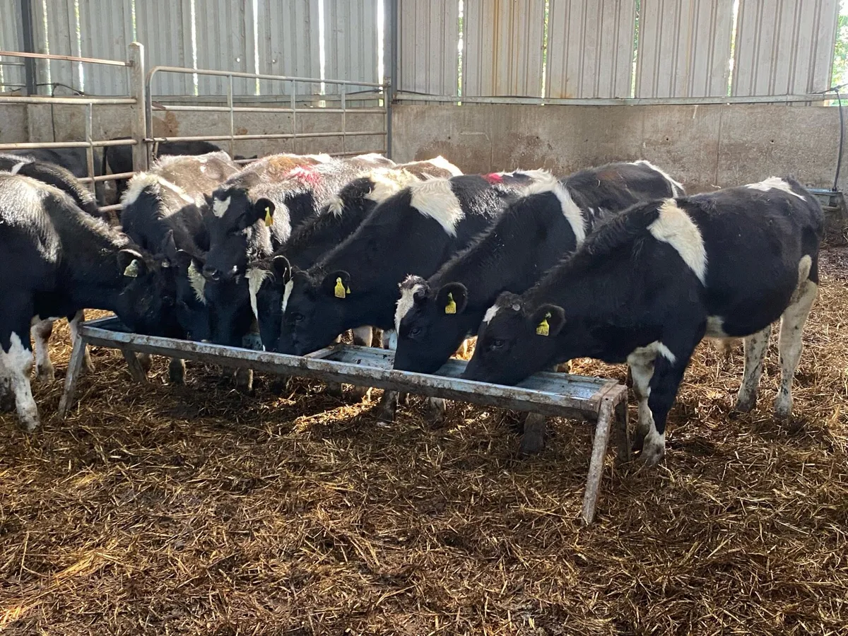 9 Br Friesian Bullocks 250kg  @ Lissava - Image 2