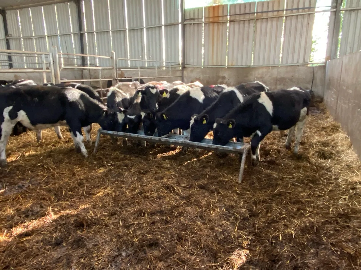 9 Br Friesian Bullocks 250kg  @ Lissava - Image 3