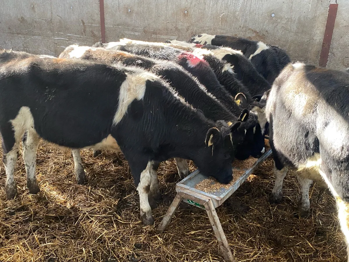 9 Br Friesian Bullocks 250kg  @ Lissava - Image 4