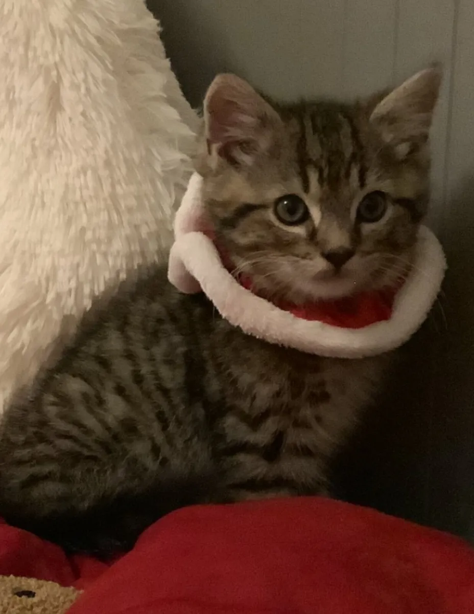 1 year old taby boy cat looking for new home - Image 1