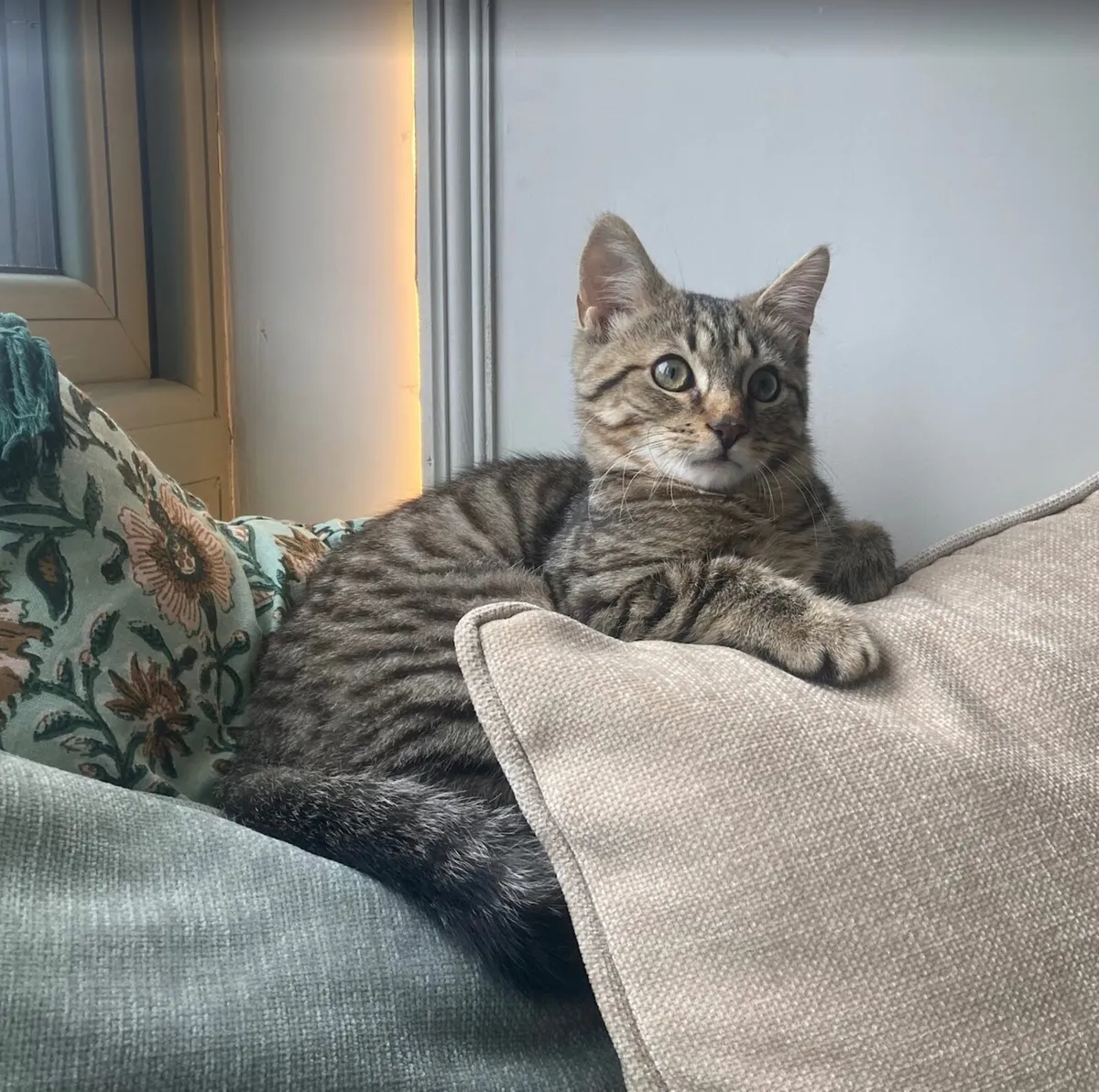 1 year old taby boy cat looking for new home - Image 2