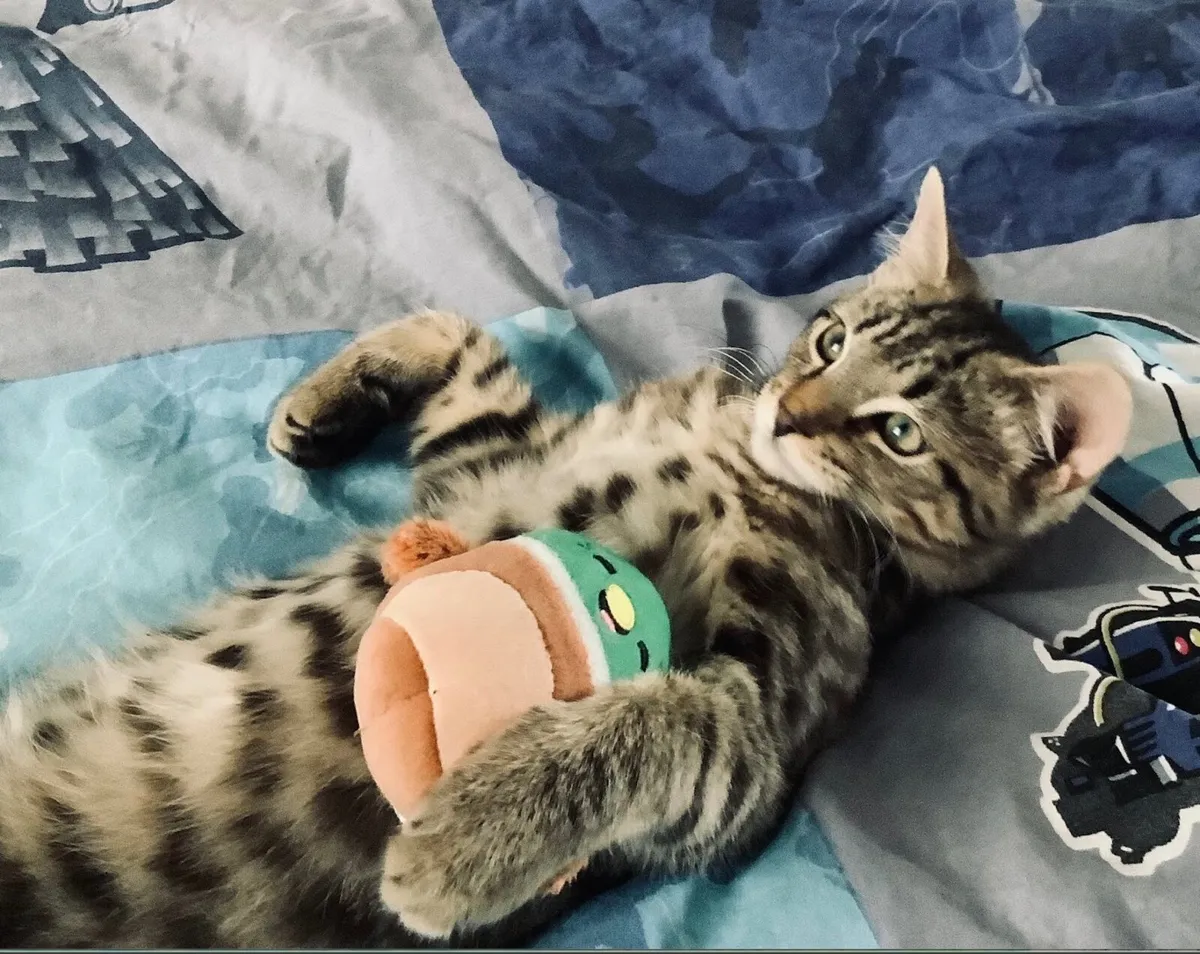 1 year old taby boy cat looking for new home - Image 3
