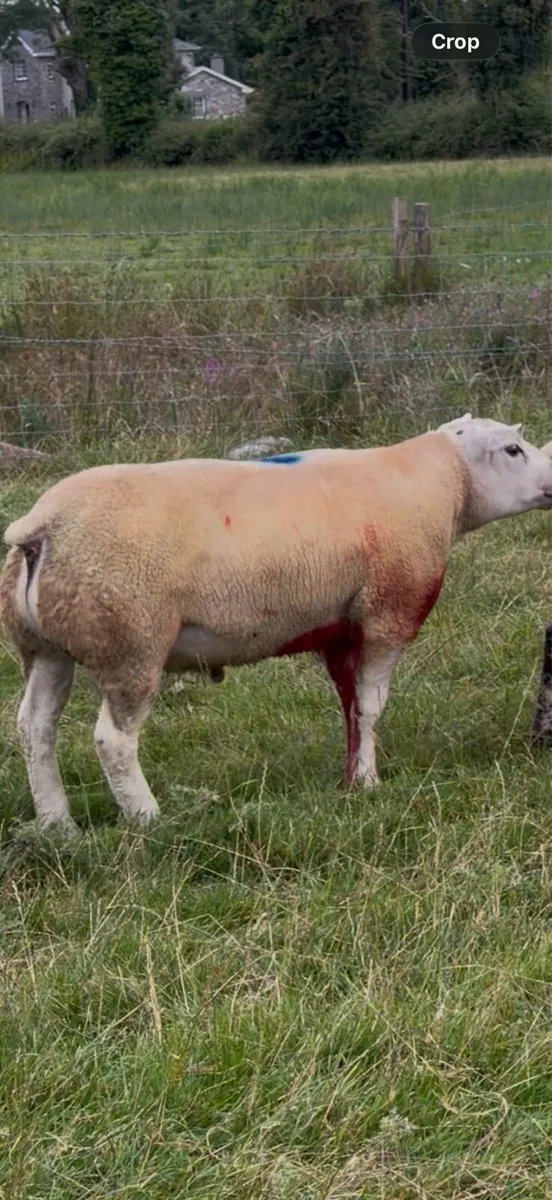Texel beltex cross Ram - Image 1