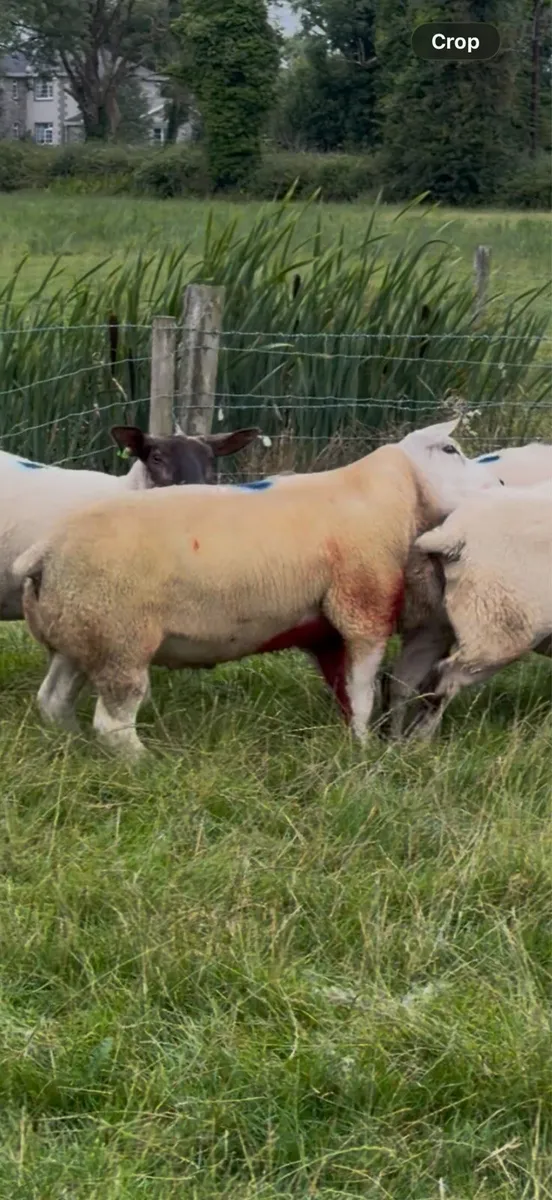 Texel beltex cross Ram - Image 2