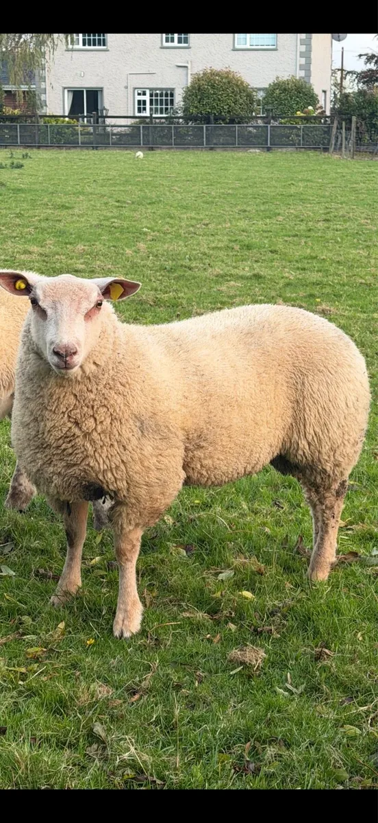 Texel beltex cross Ram - Image 3