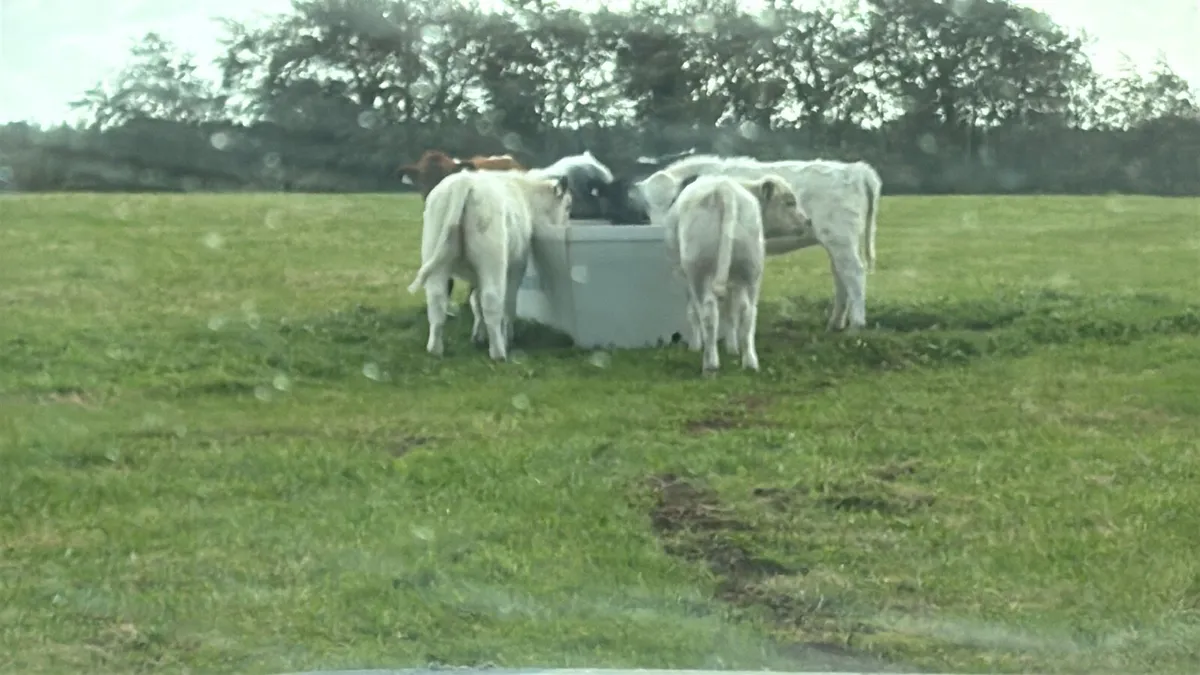 Cheap bull & heifer Weanlings Look***** - Image 4