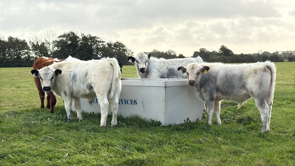 Cheap bull & heifer Weanlings Look***** - Image 1