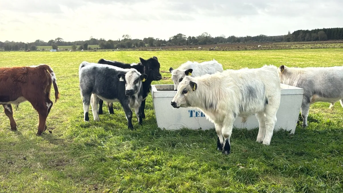 Cheap bull & heifer Weanlings Look***** - Image 2