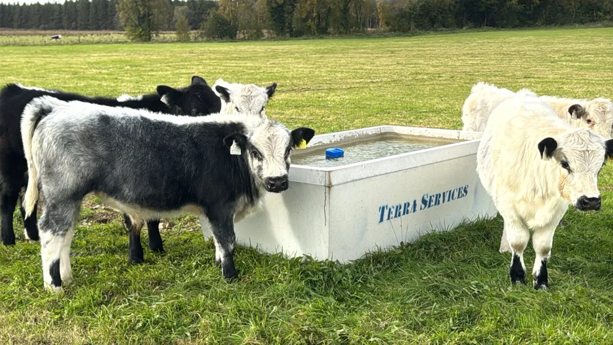Cheap bull & heifer Weanlings Look***** - Image 3