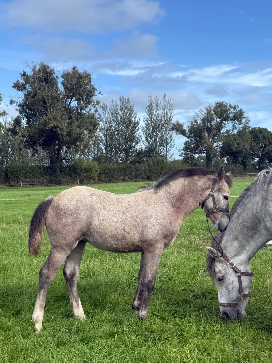 Connemara Filly - Image 2
