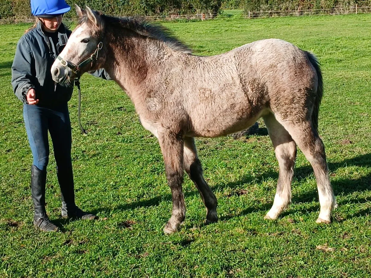 Connemara Filly - Image 3