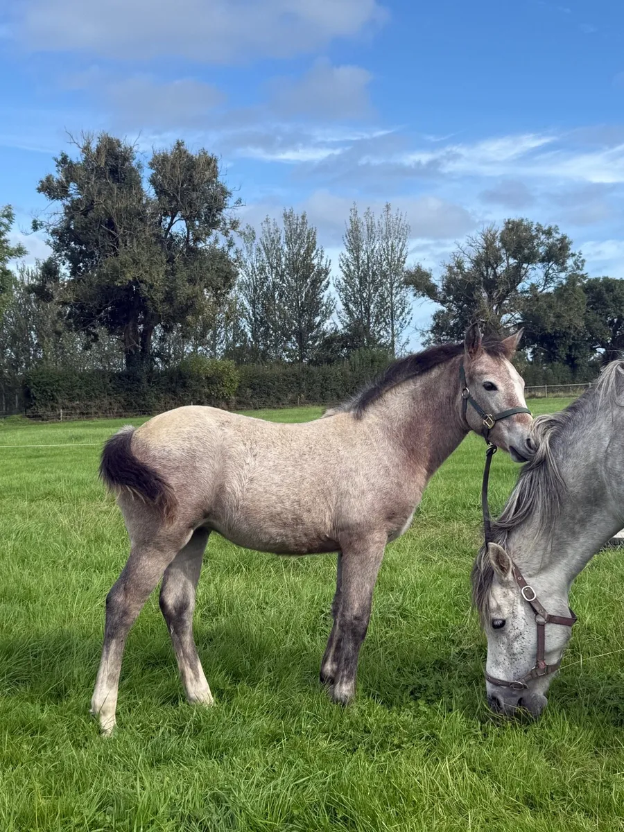 Connemara Filly - Image 1