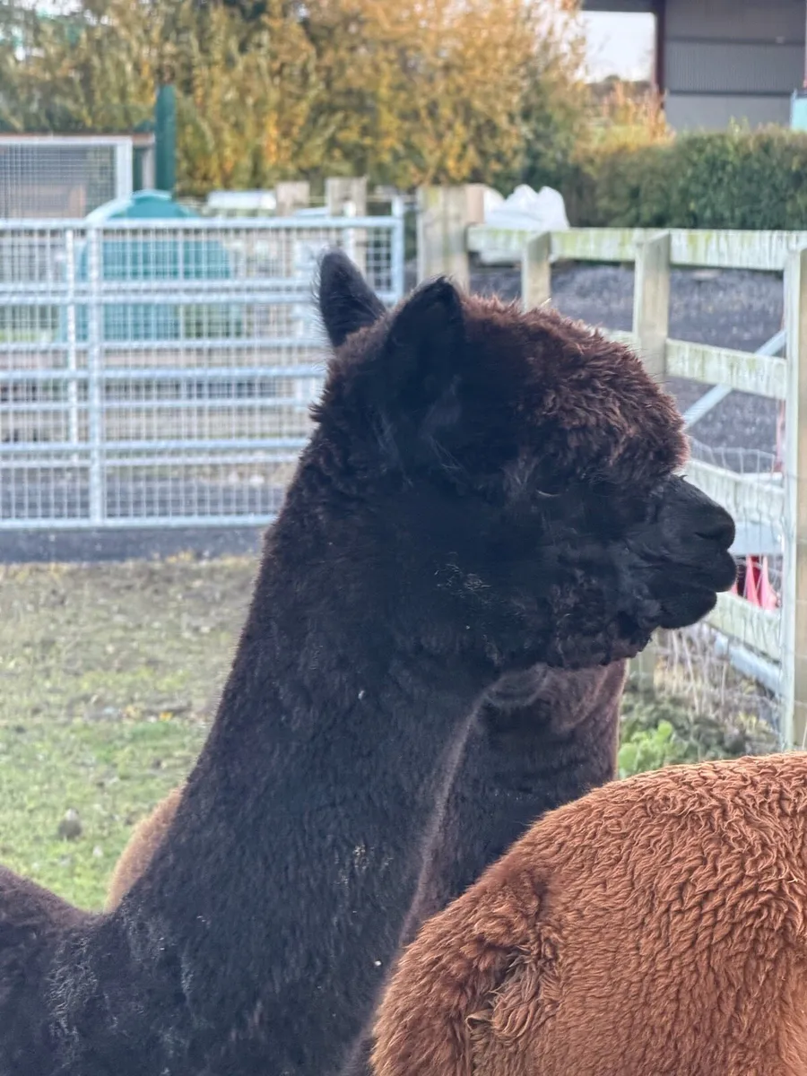 Female Alpaca x2 and Male Cria - Image 2