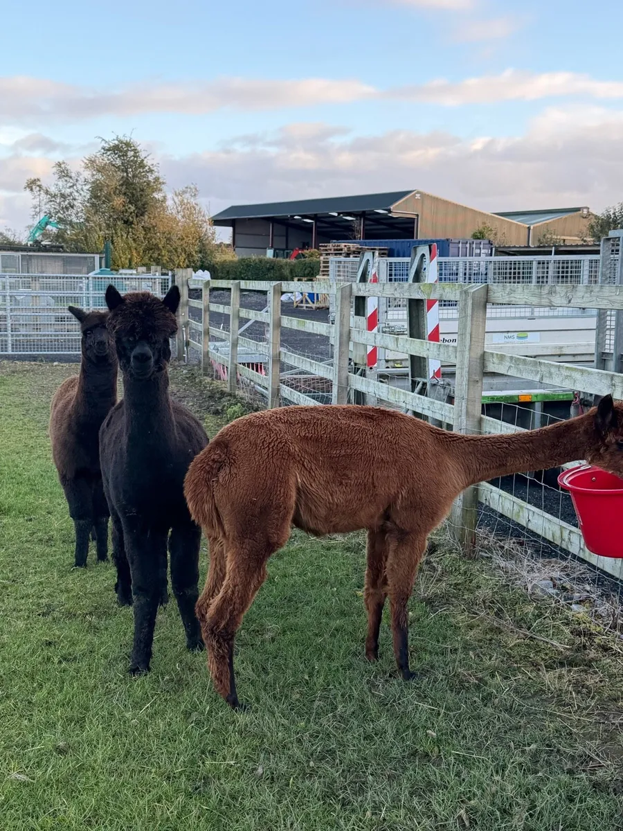 Female Alpaca x2 and Male Cria - Image 4