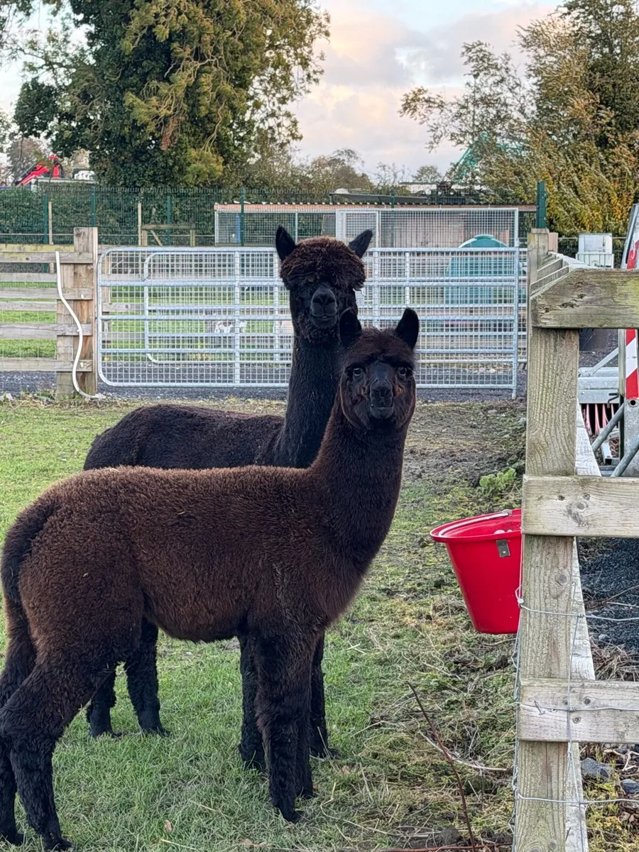 Female Alpaca x2 and Male Cria - Image 3