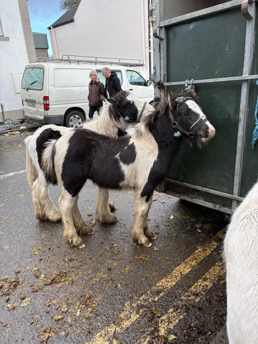 Cob Foals - Image 1