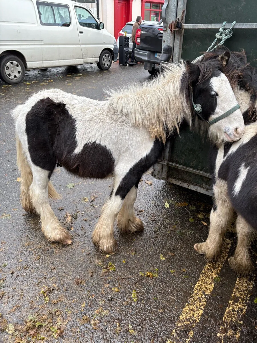 Cob Foals - Image 3