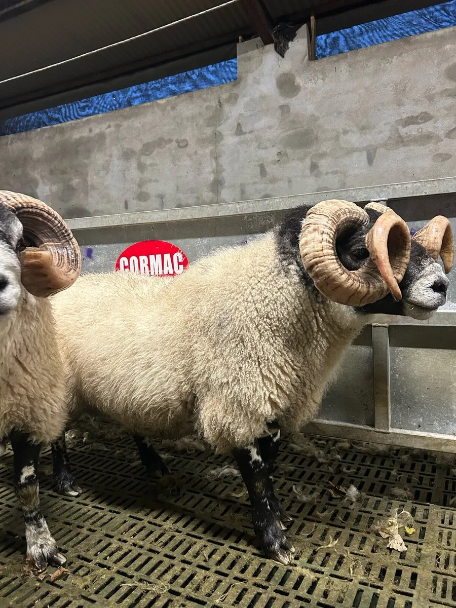 Lanark rams - Image 2