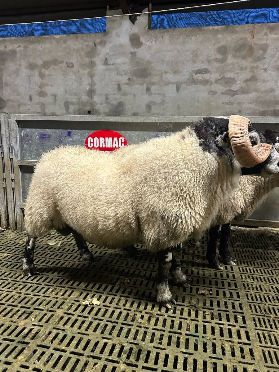 Lanark rams - Image 1