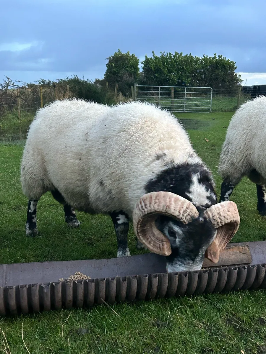 Lanark rams - Image 4