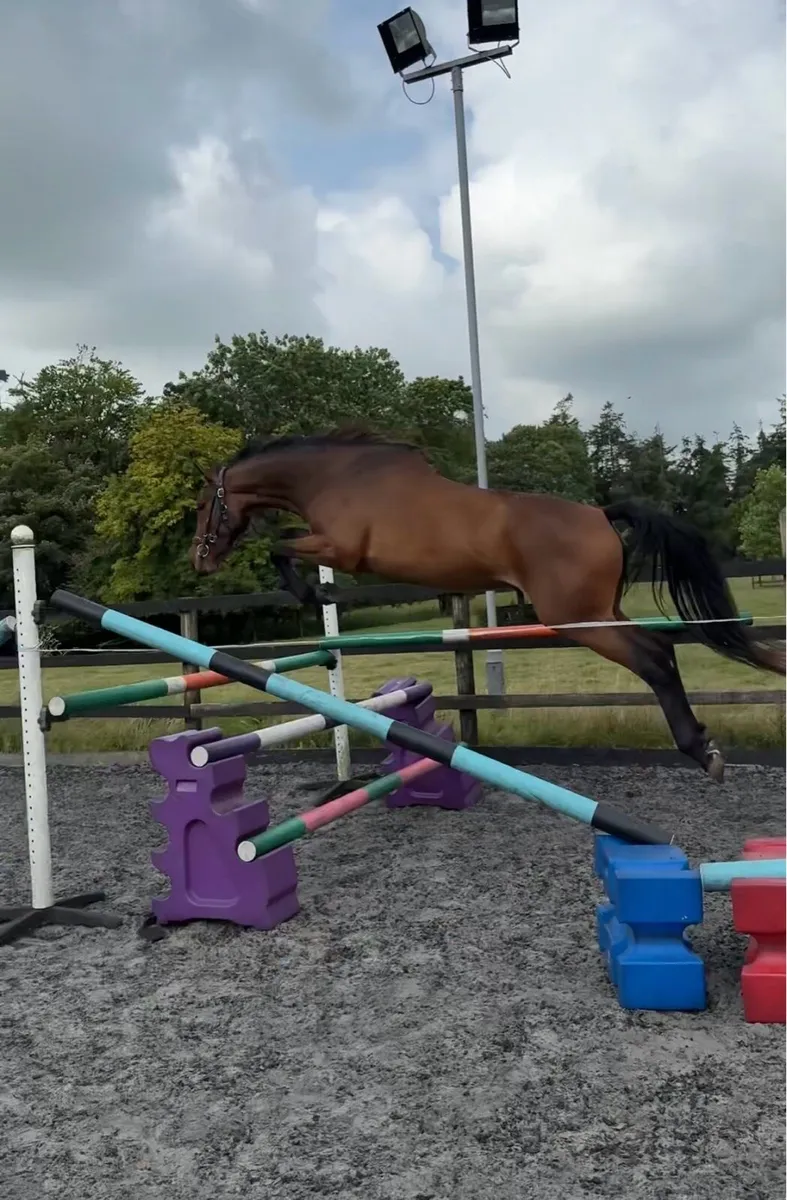 3yo Gelding by Castlefield Future - Image 1
