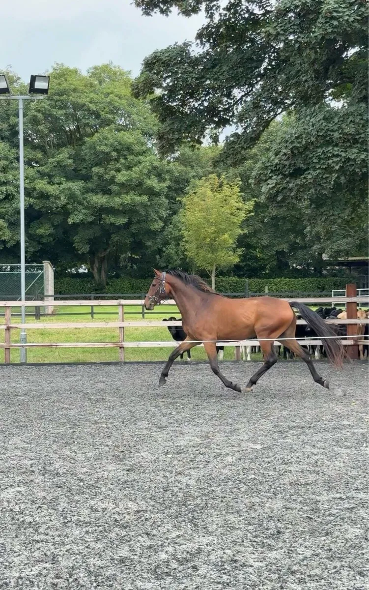 3yo Gelding by Castlefield Future - Image 3