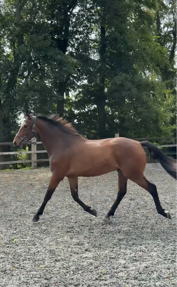 3yo Gelding by Castlefield Future - Image 4