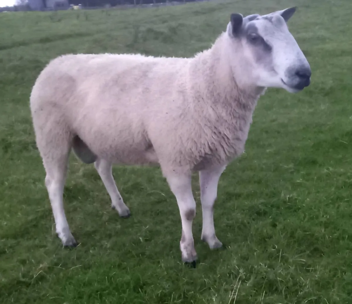 2 Aberfield Hogget Rams - Image 3