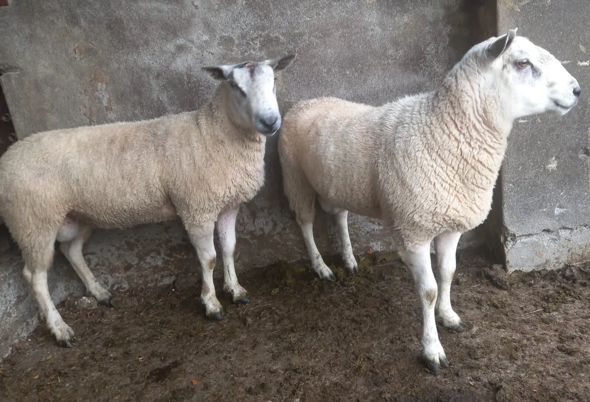 2 Aberfield Hogget Rams - Image 4