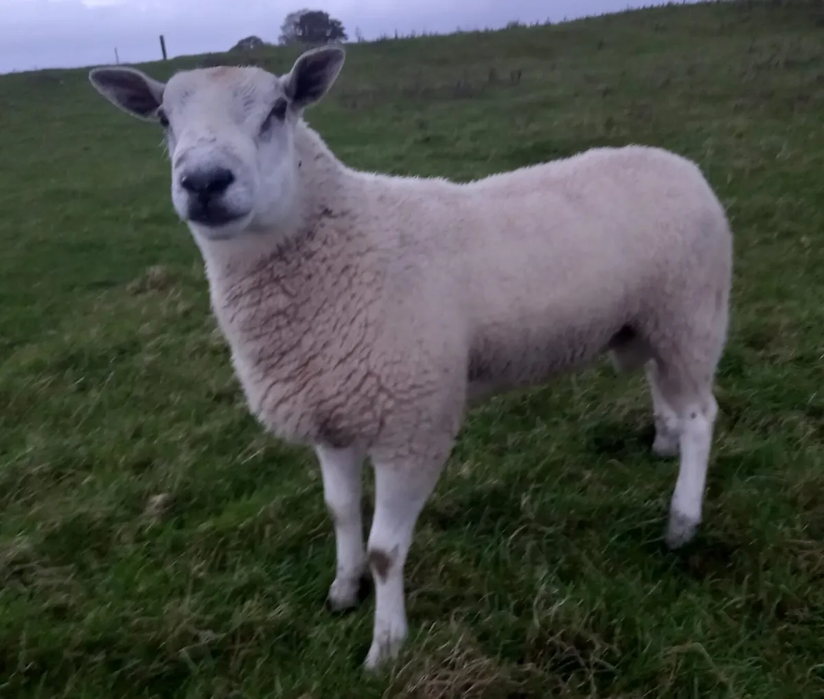 2 Aberfield Hogget Rams - Image 1