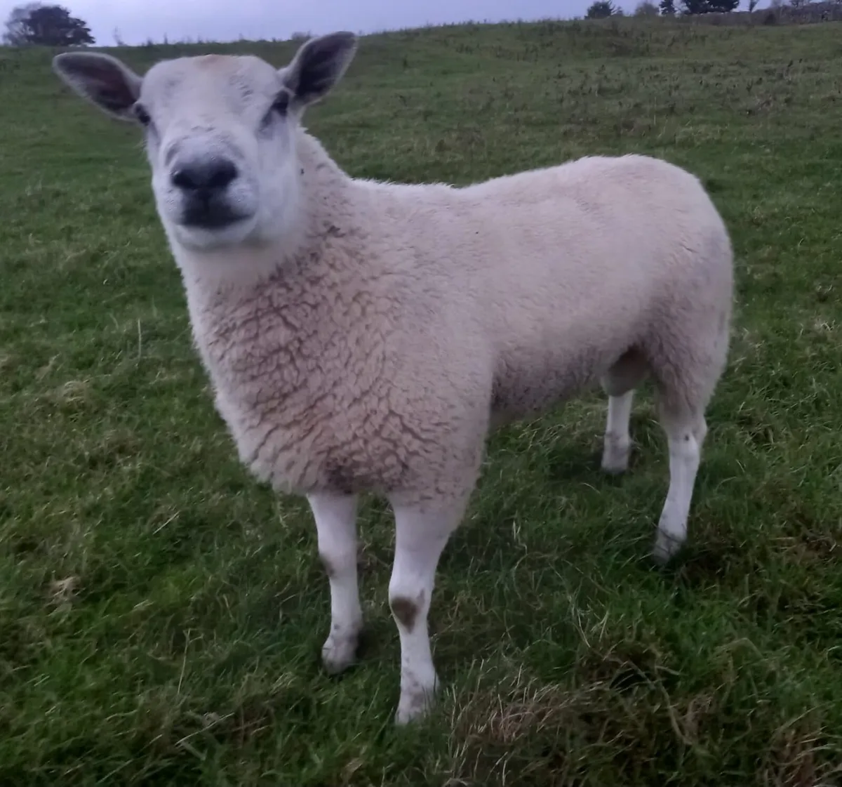 2 Aberfield Hogget Rams - Image 2