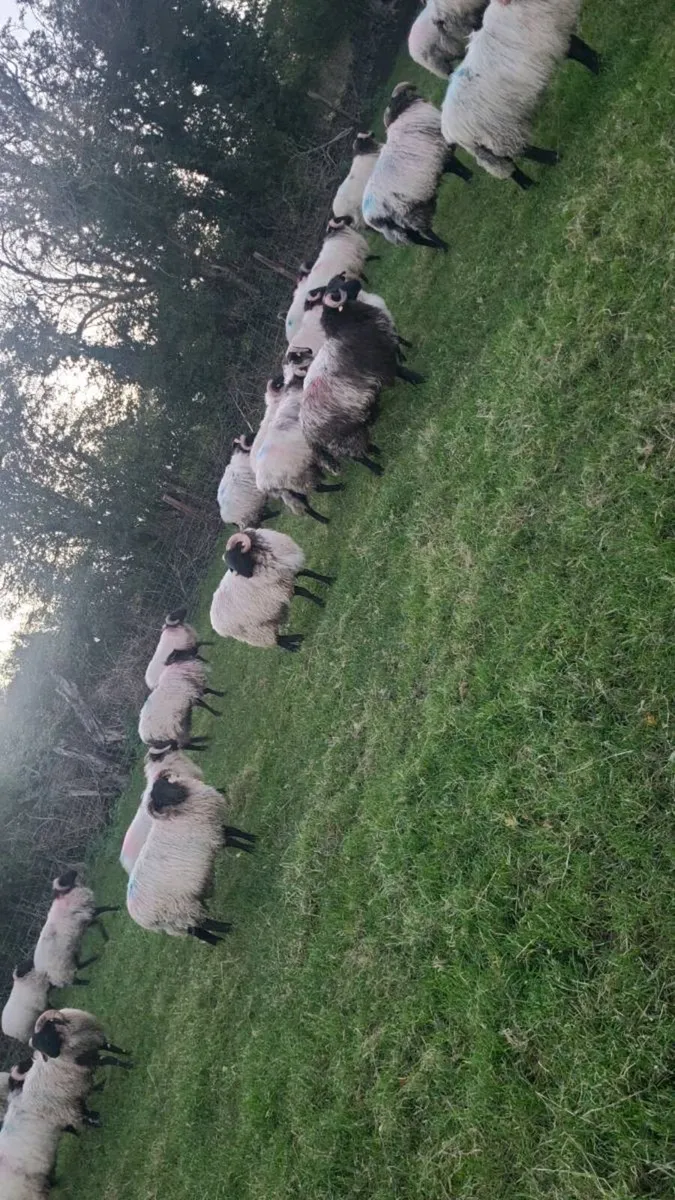 Ram lambs - Image 4