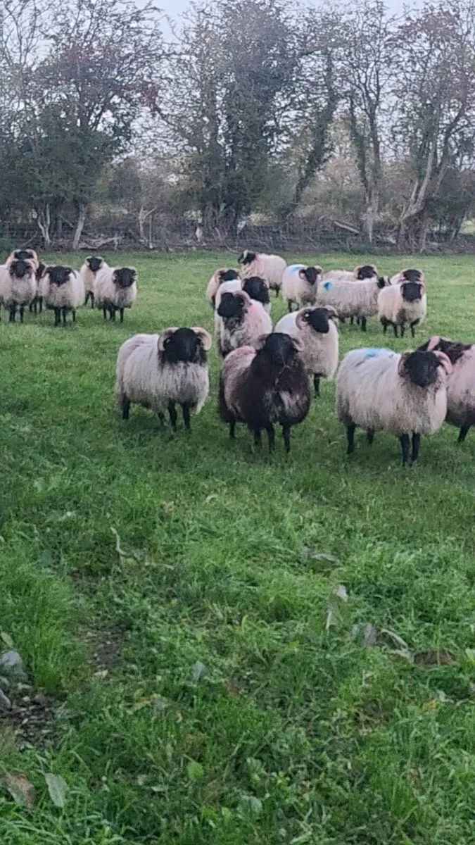 Ram lambs - Image 1