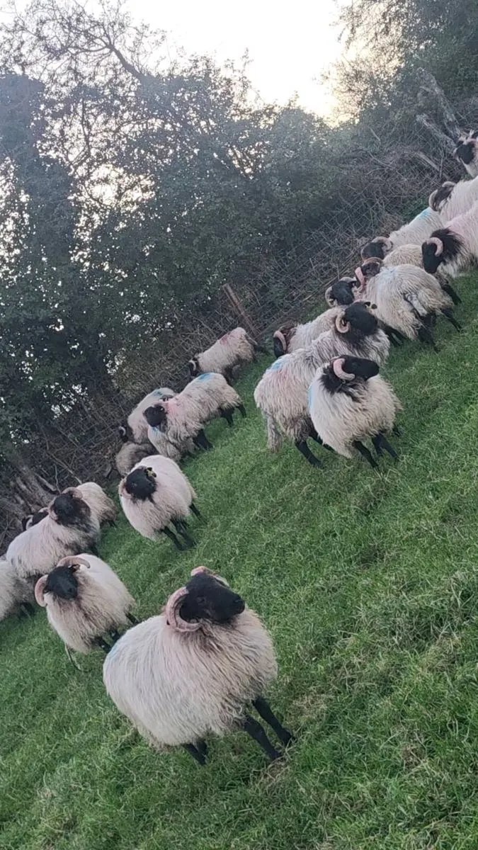 Ram lambs - Image 2