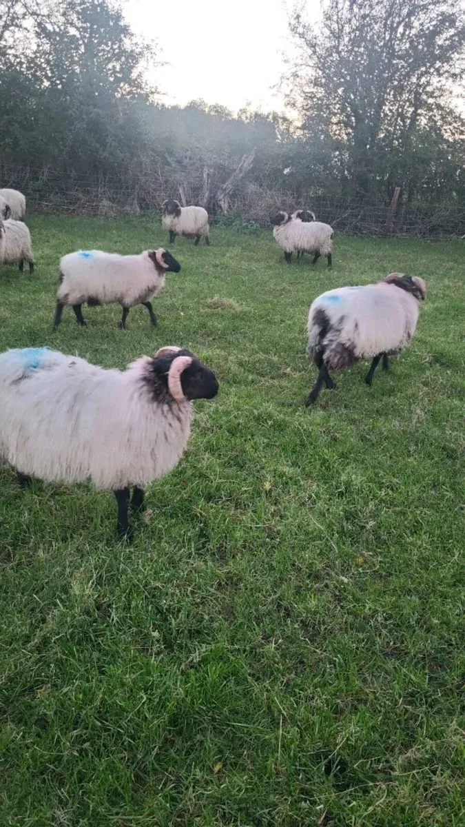 Ram lambs - Image 3