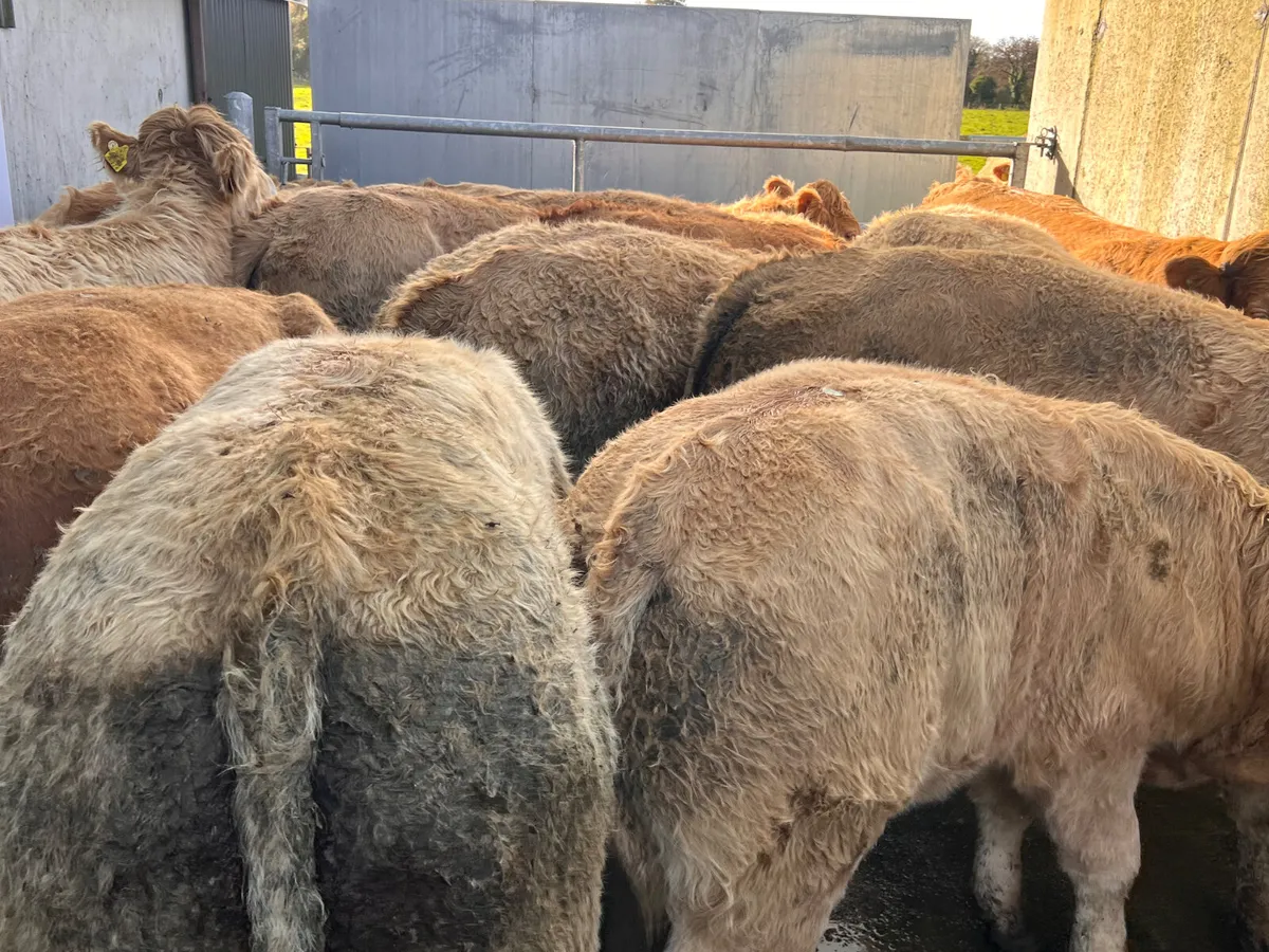 500kg Super Charolais Bullocks - Image 2