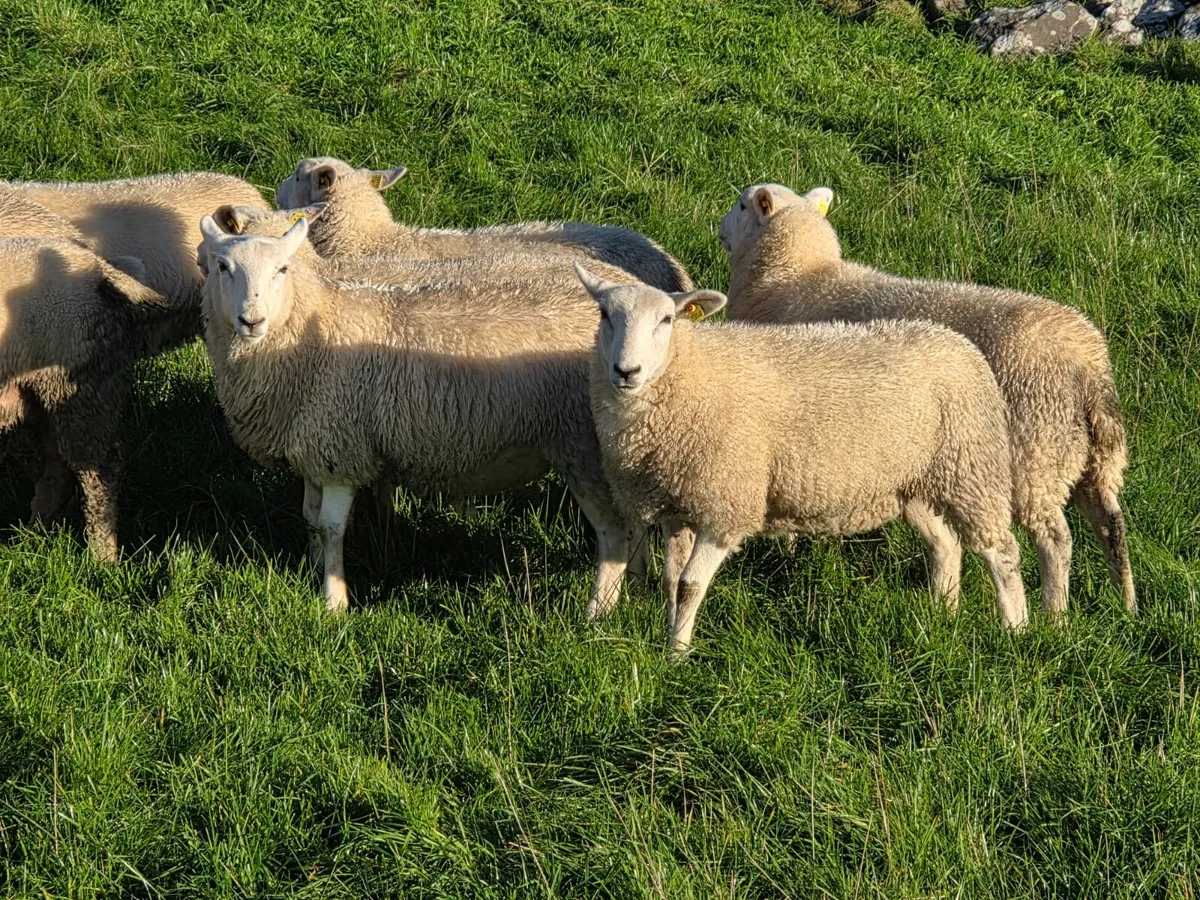 Lleyn Ewe lambs - Image 1
