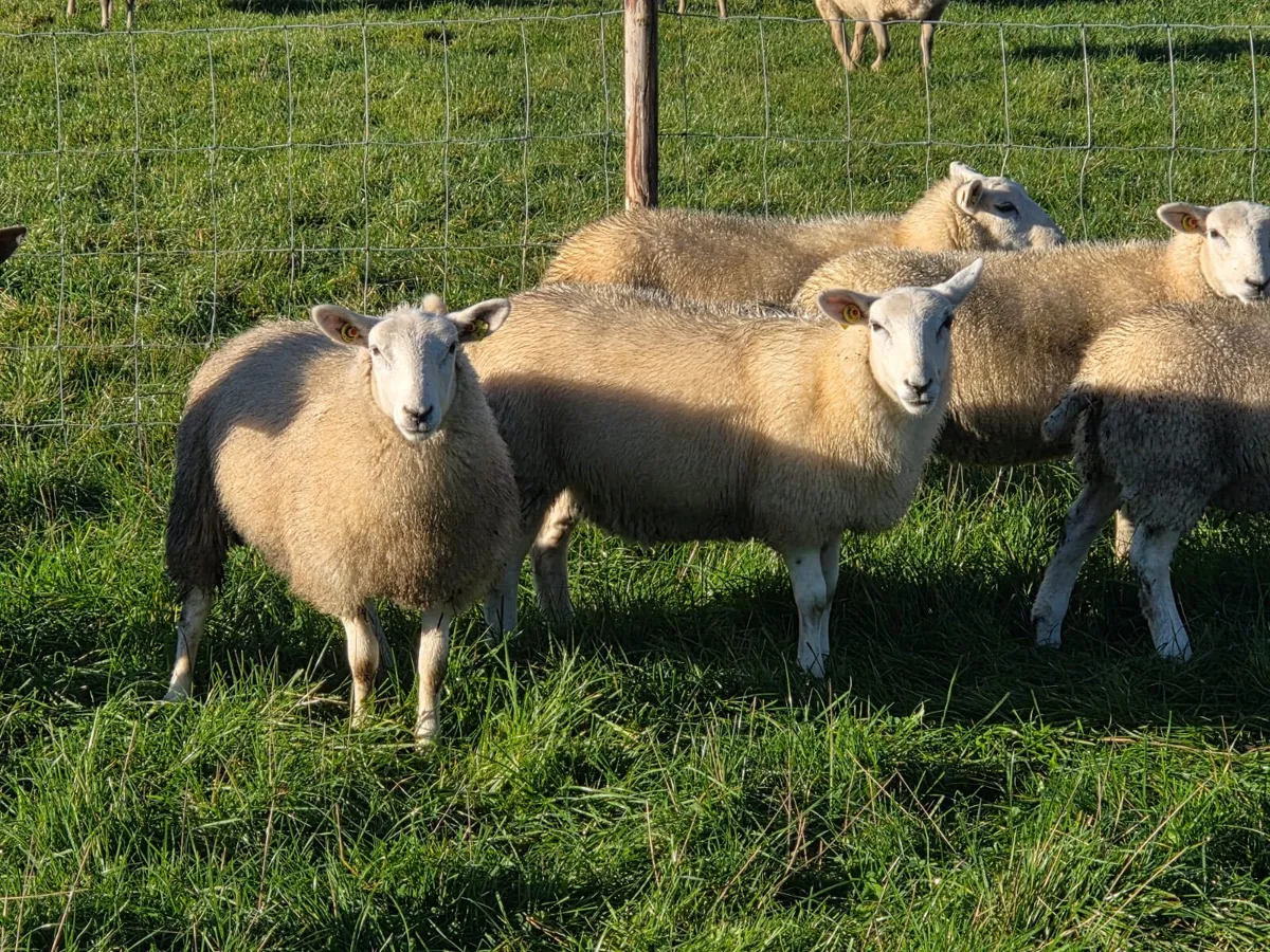 Lleyn Ewe lambs - Image 2