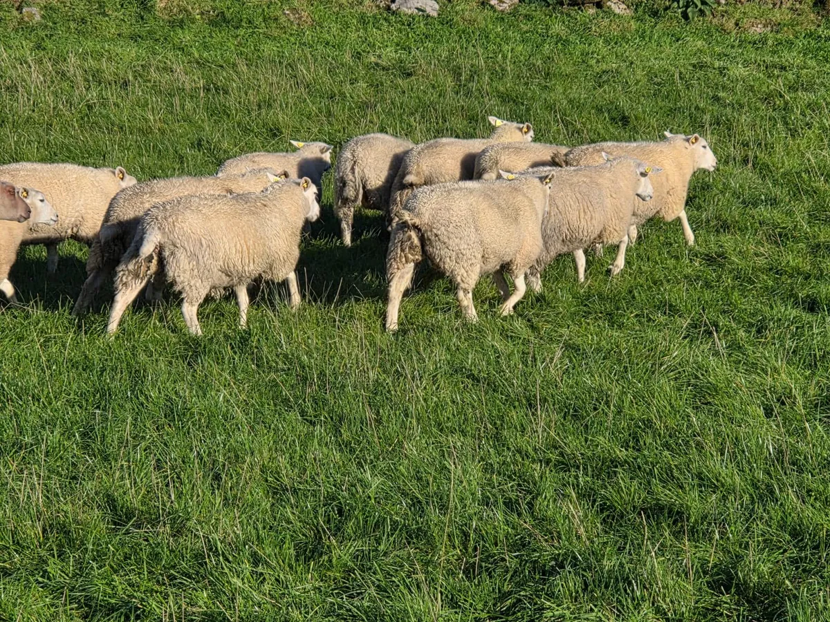 Lleyn Ewe lambs - Image 3