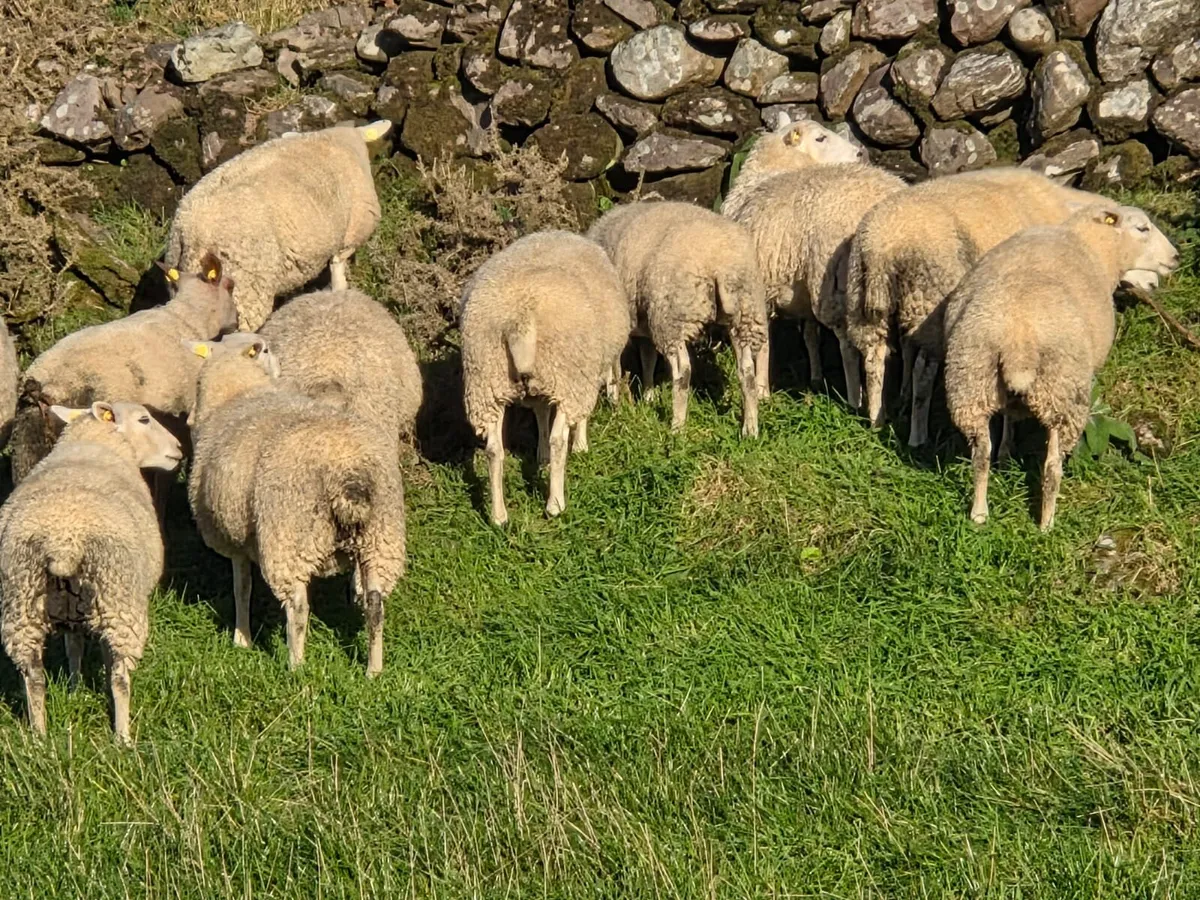 Lleyn Ewe lambs - Image 4