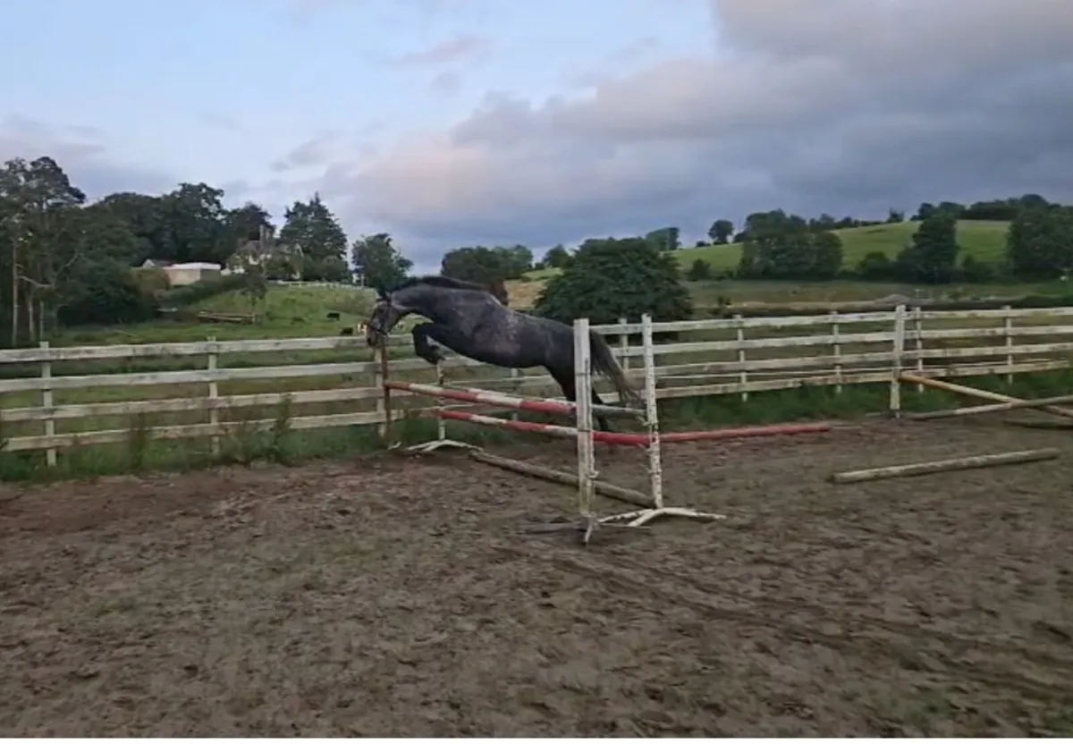 Super 5yo 16hh mare - cec sale November - Image 1