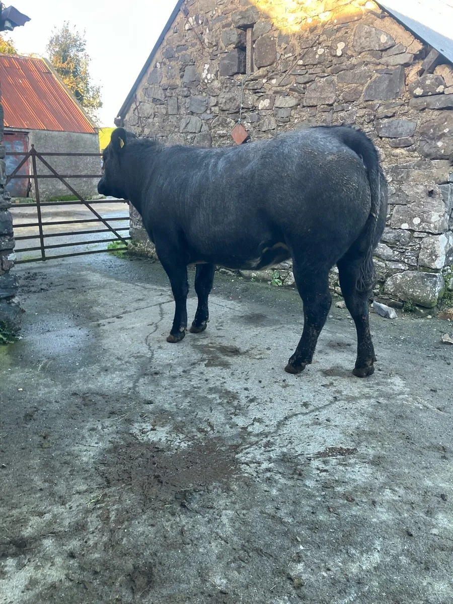 In calf Heifer - Image 1